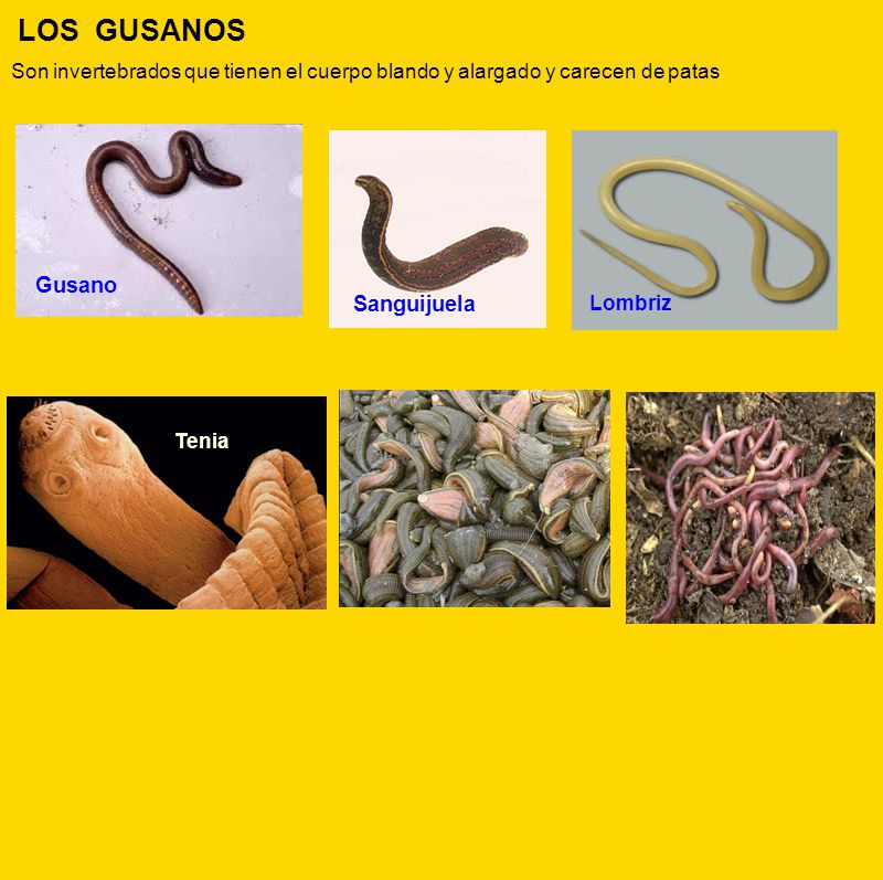 los gusanos son animales invertebrados